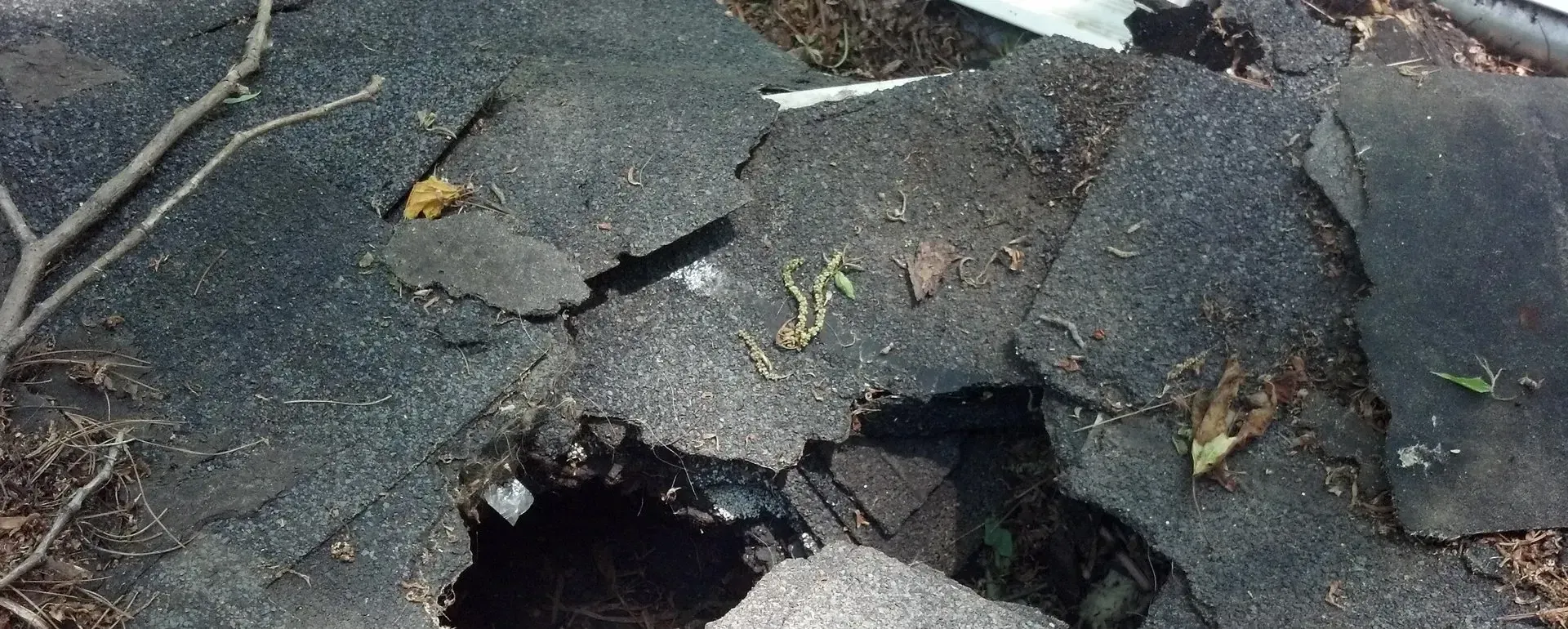 Overhead view of scattered asphalt roof shingles with small plants in between.