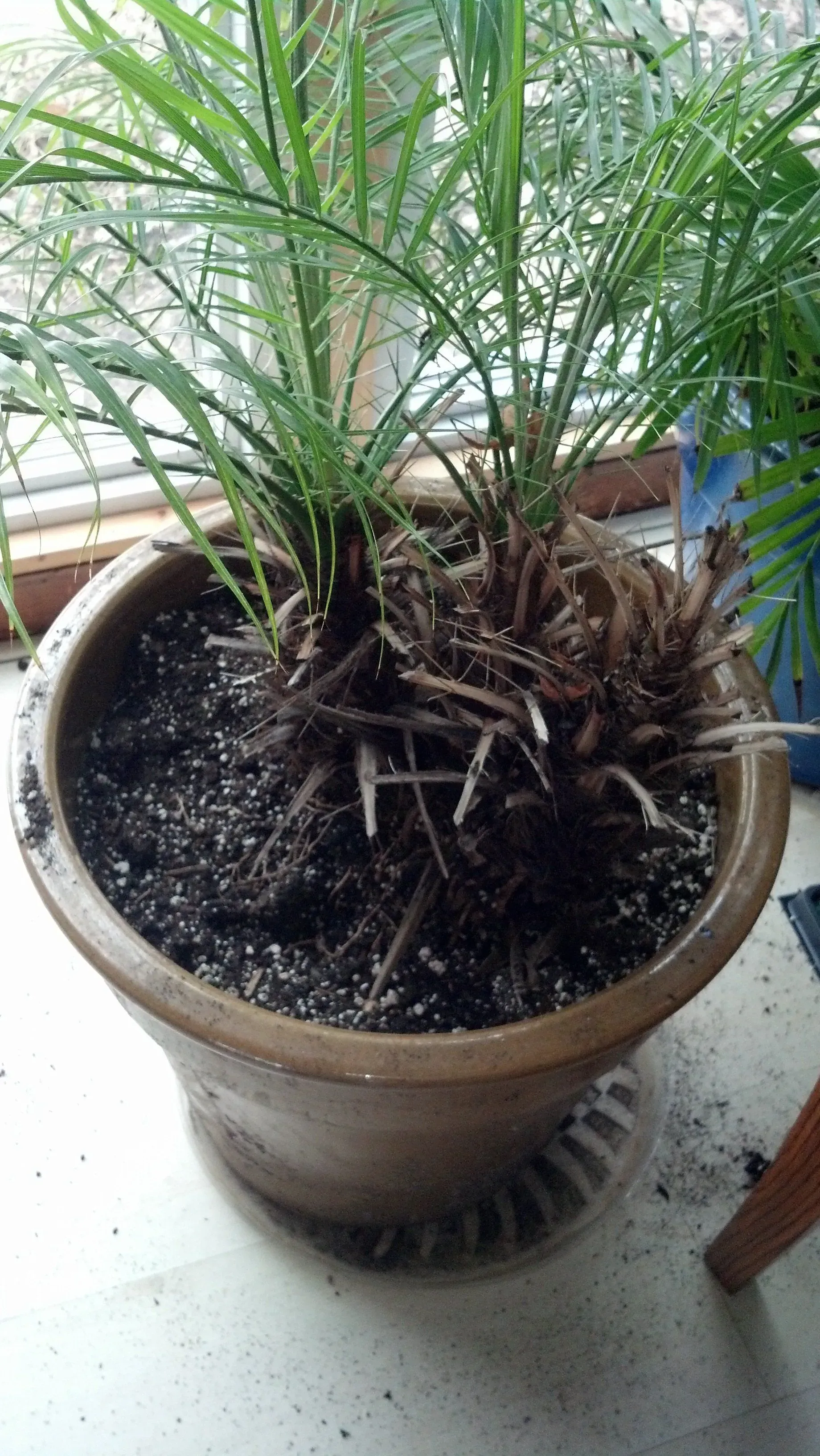 Potted palm plant with multiple trunks, in a brown ceramic pot, on a windowsill.