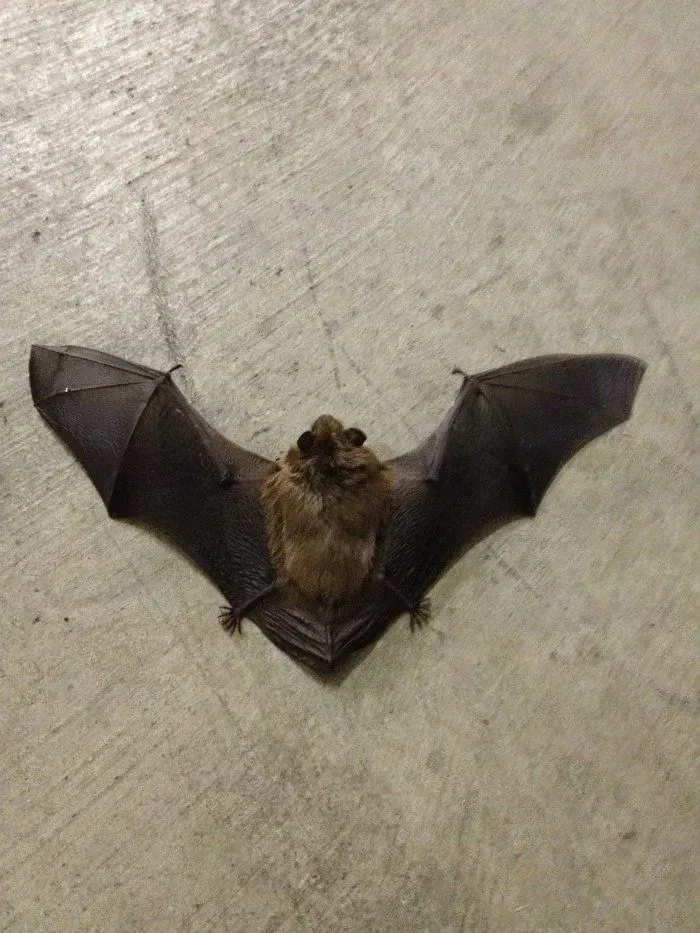 Bat with outstretched wings on a concrete surface; brown fur and dark wings.