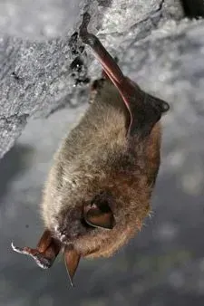 Brown bat hanging upside down on a rock.