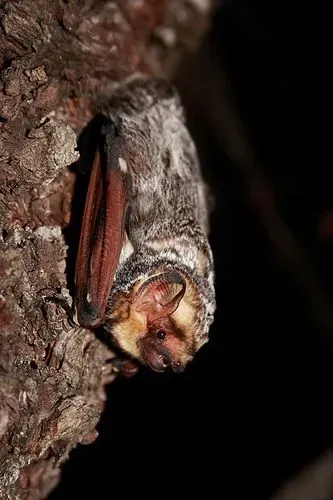 Bat clinging to a tree, head forward, displaying large reddish-brown ears and small tan face.