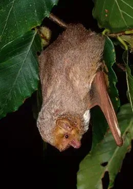 Bat with brown fur hanging upside down from a green leafy branch.