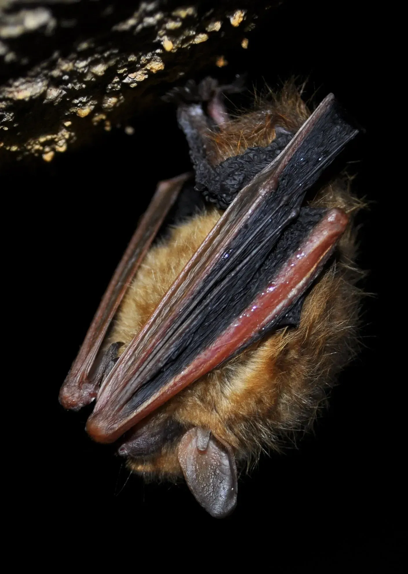 Brown bat hanging upside down, orange fur, dark wings, against a black background.
