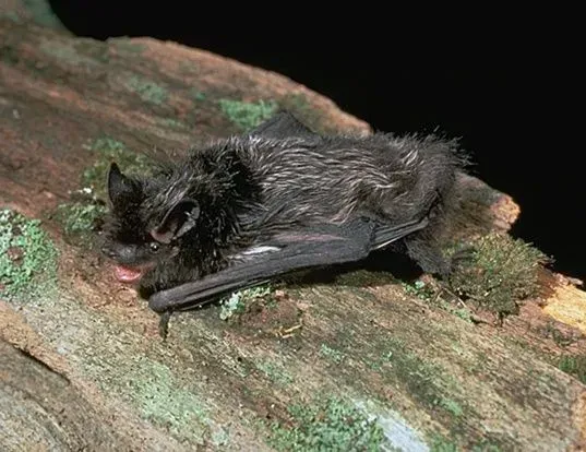Bat with dark fur rests on a mossy, light-brown log, wings outstretched.