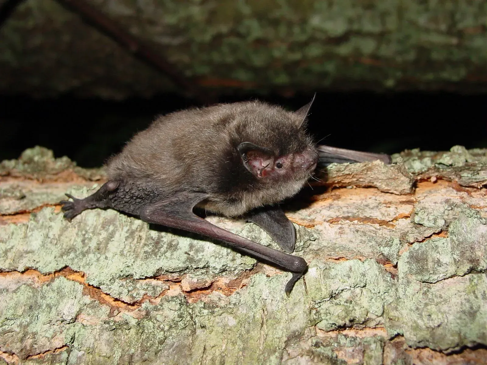 Bat perched on a textured log, dark gray fur, black wings extended, small pointed ears.