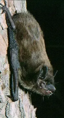 Bat clinging to tree bark, dark brown fur, black wings, and small face.