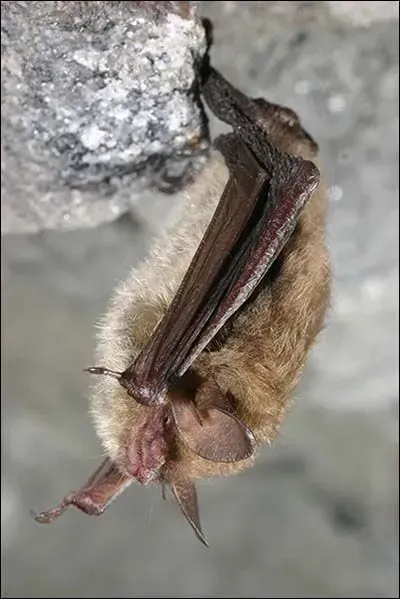 Brown bat clinging upside down to a rocky surface.