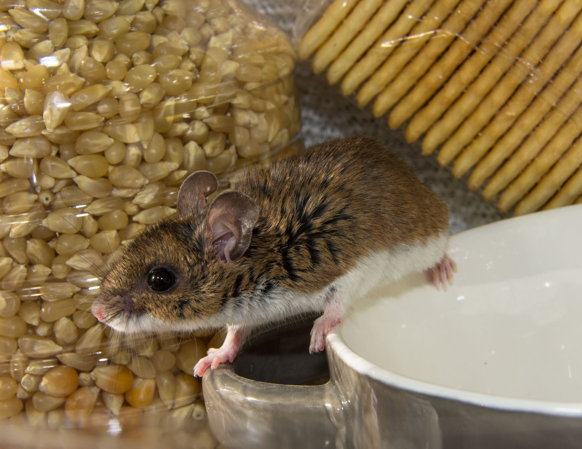 Aaron's Nuisance Animal Control