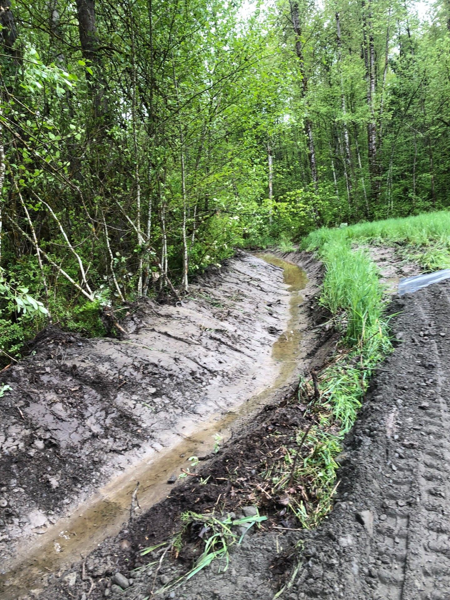 A muddy stream in the middle of a forest.