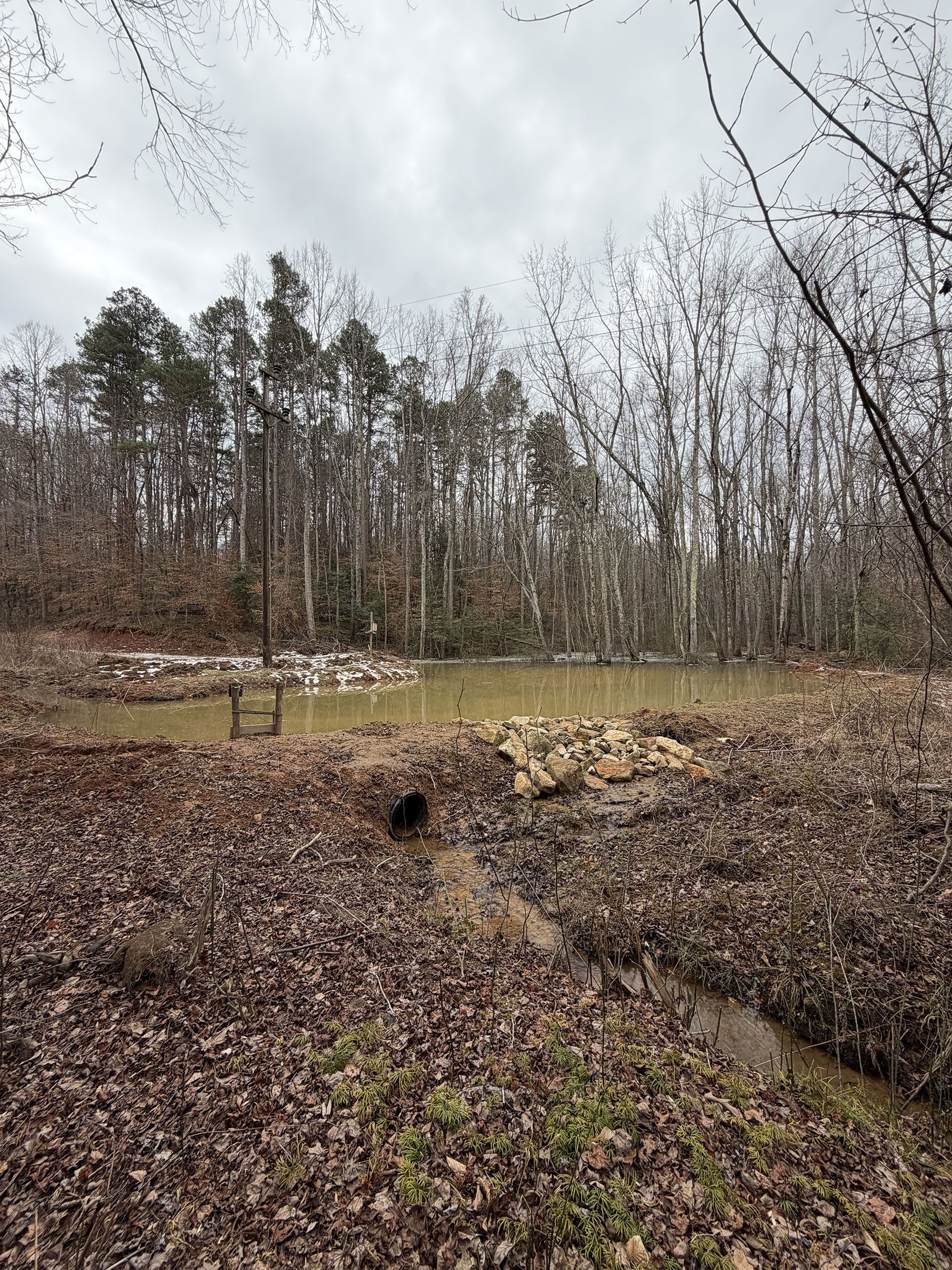 Wooded marsh with leafless trees, muddy path, and a small stream under a gray sky