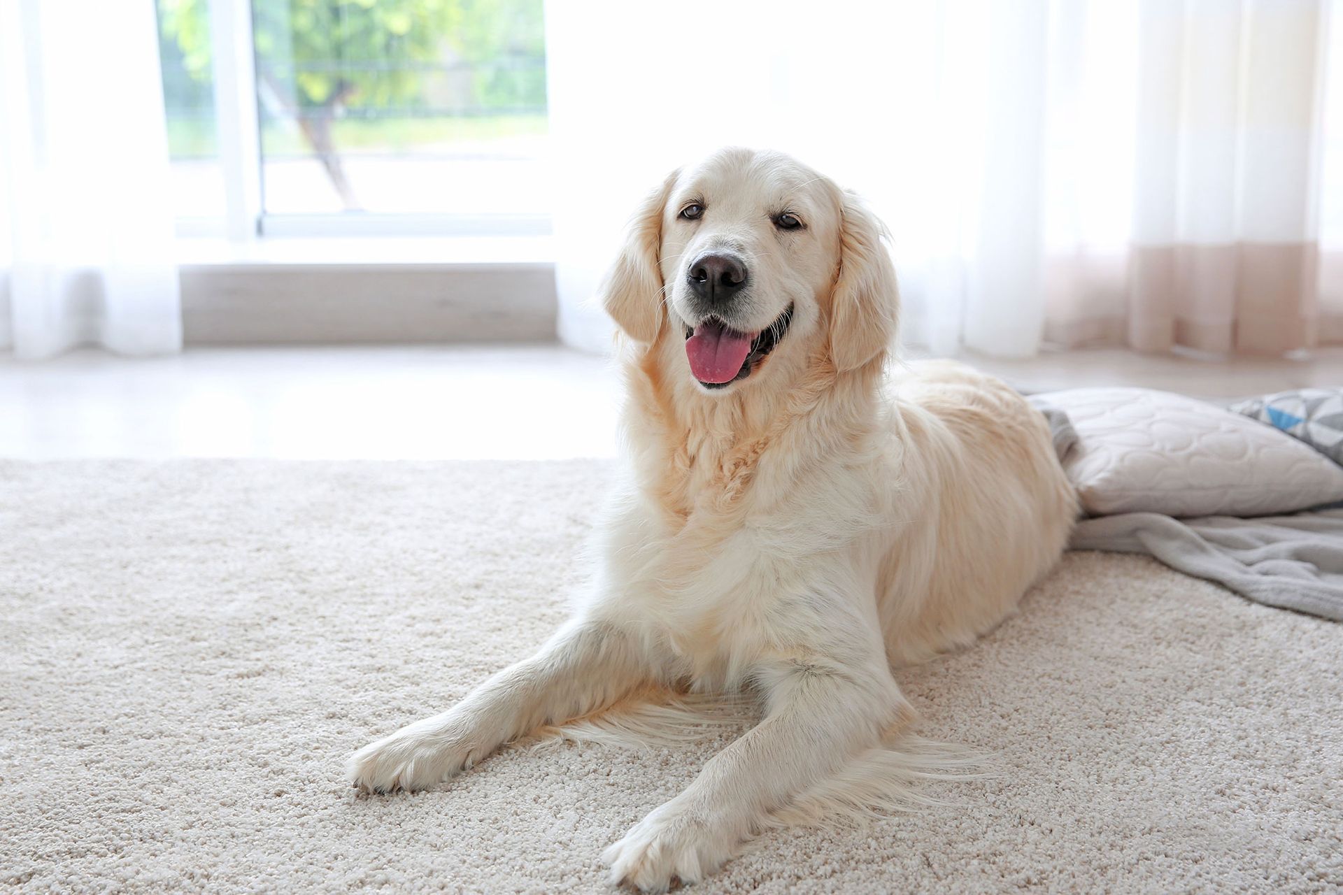 Golden retriever dog lying on a light-colored carpet, smiling with its tongue out.