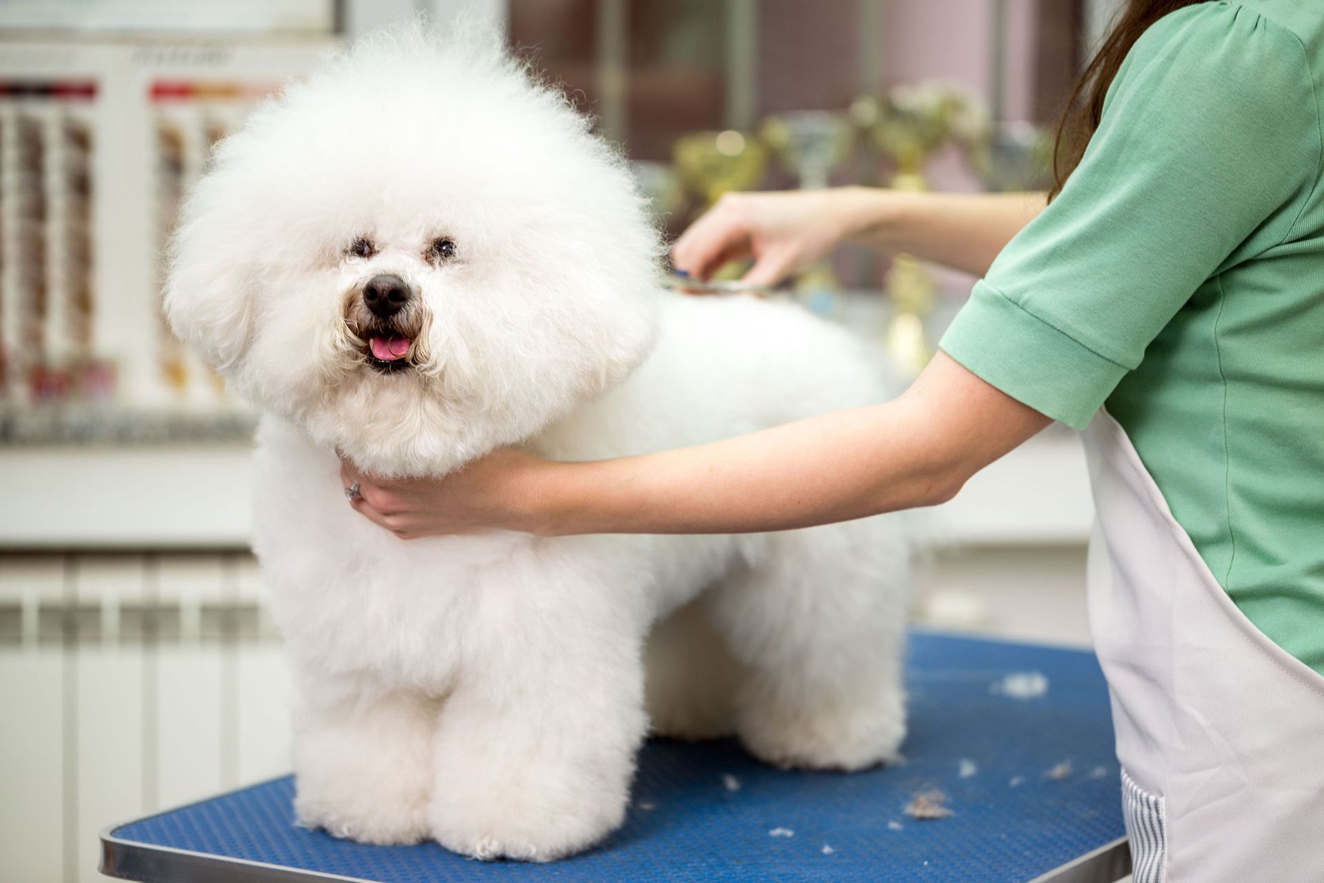 A white Bichon Frise dog is groomed on a table by a person in a green shirt.