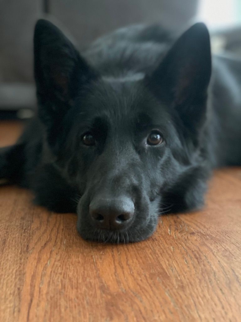 Black German Shepherd dog lying on wooden floor, gazing toward the viewer.