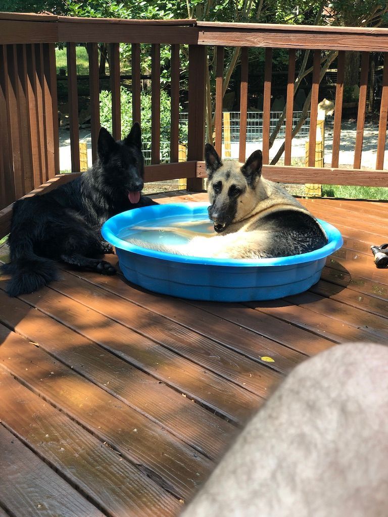 Two German Shepherds relaxing on a wooden deck; one in a blue kiddie pool.