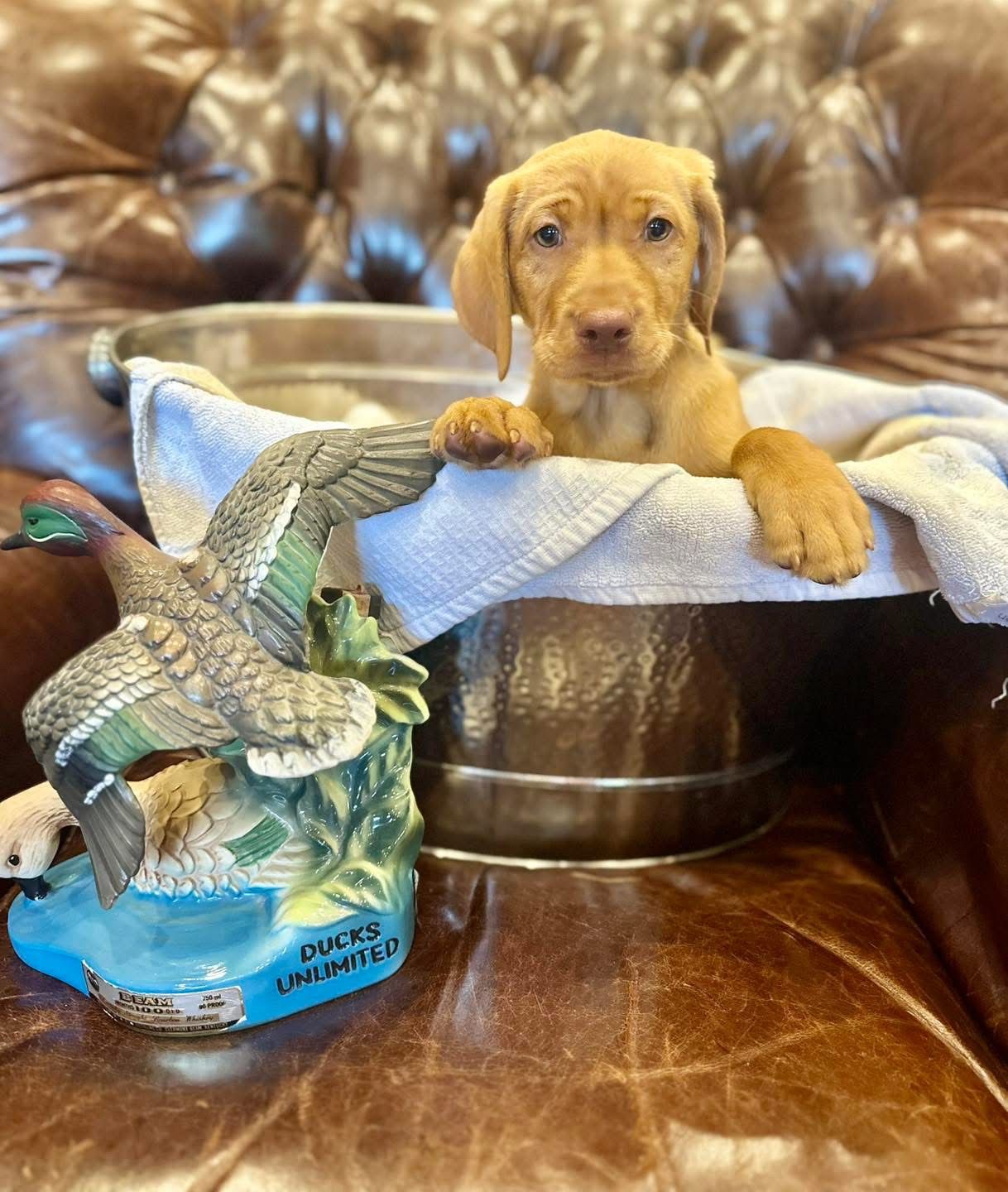 A golden puppy sits in a metal tub, resting its paws on a towel. Duck figurine is in front.