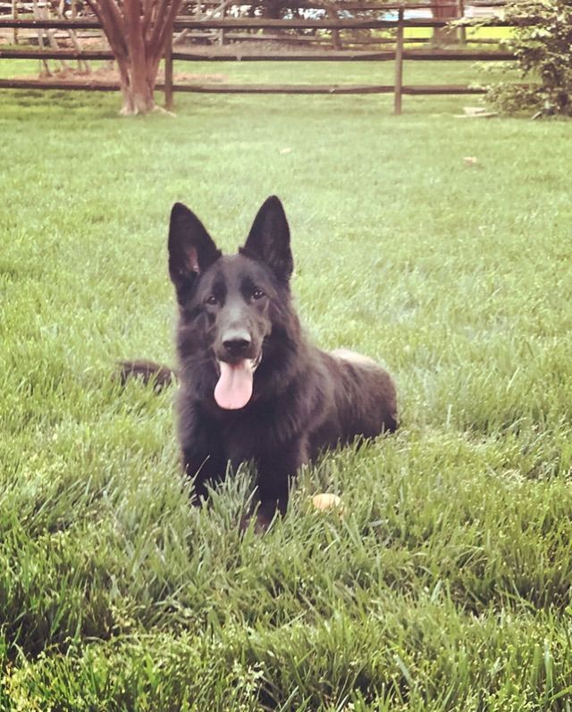 Black German Shepherd dog lying in green grass, tongue out.