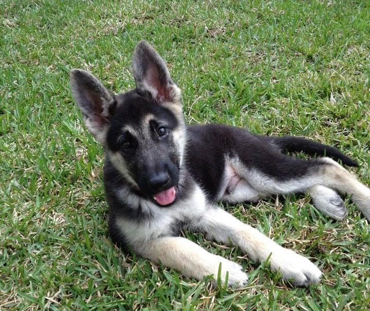German Shepherd puppy with black and tan fur, lying on green grass.