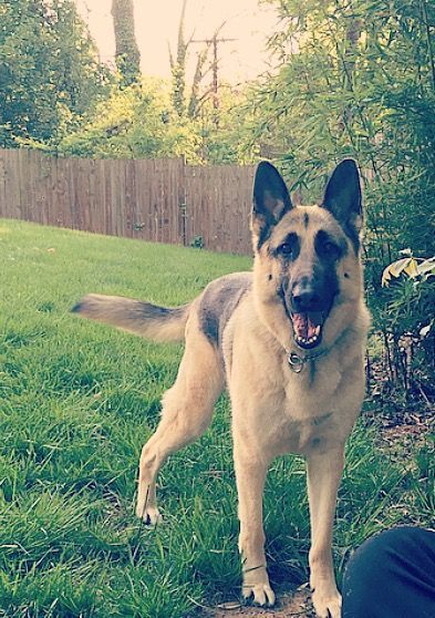 German Shepherd dog standing in a grassy yard, tail wagging, mouth open, looking at the camera.