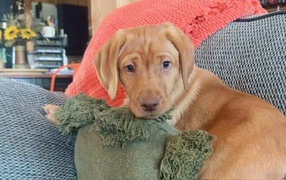 Golden puppy nestled on a couch with a green toy, gazing at the camera.