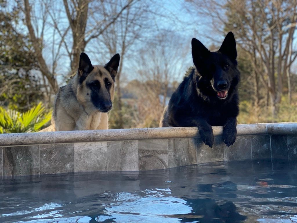 Two German Shepherds at the edge of a pool, one tan and black, the other all black.