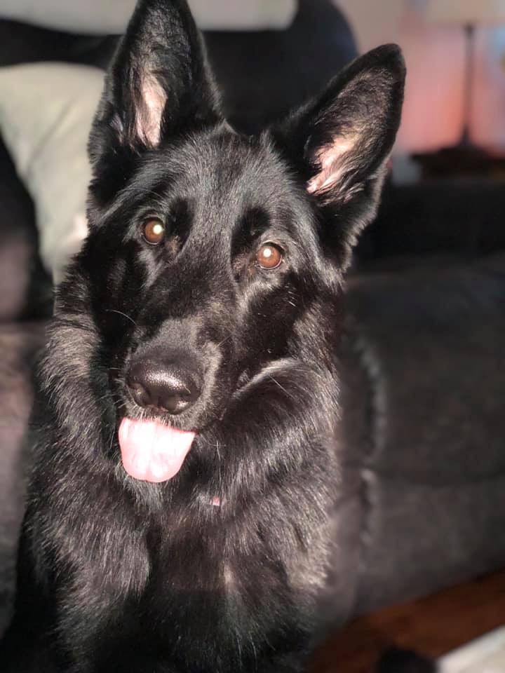 Black German Shepherd dog with tongue out, looking at the camera.