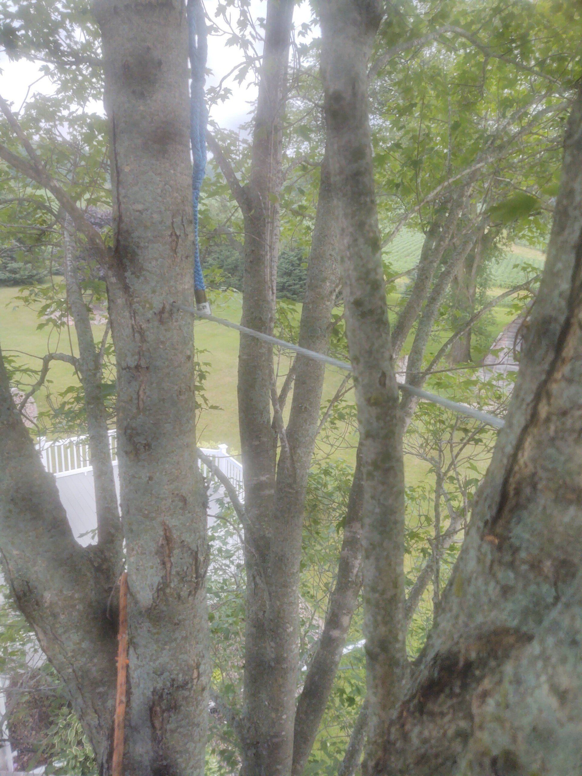 tree with cables