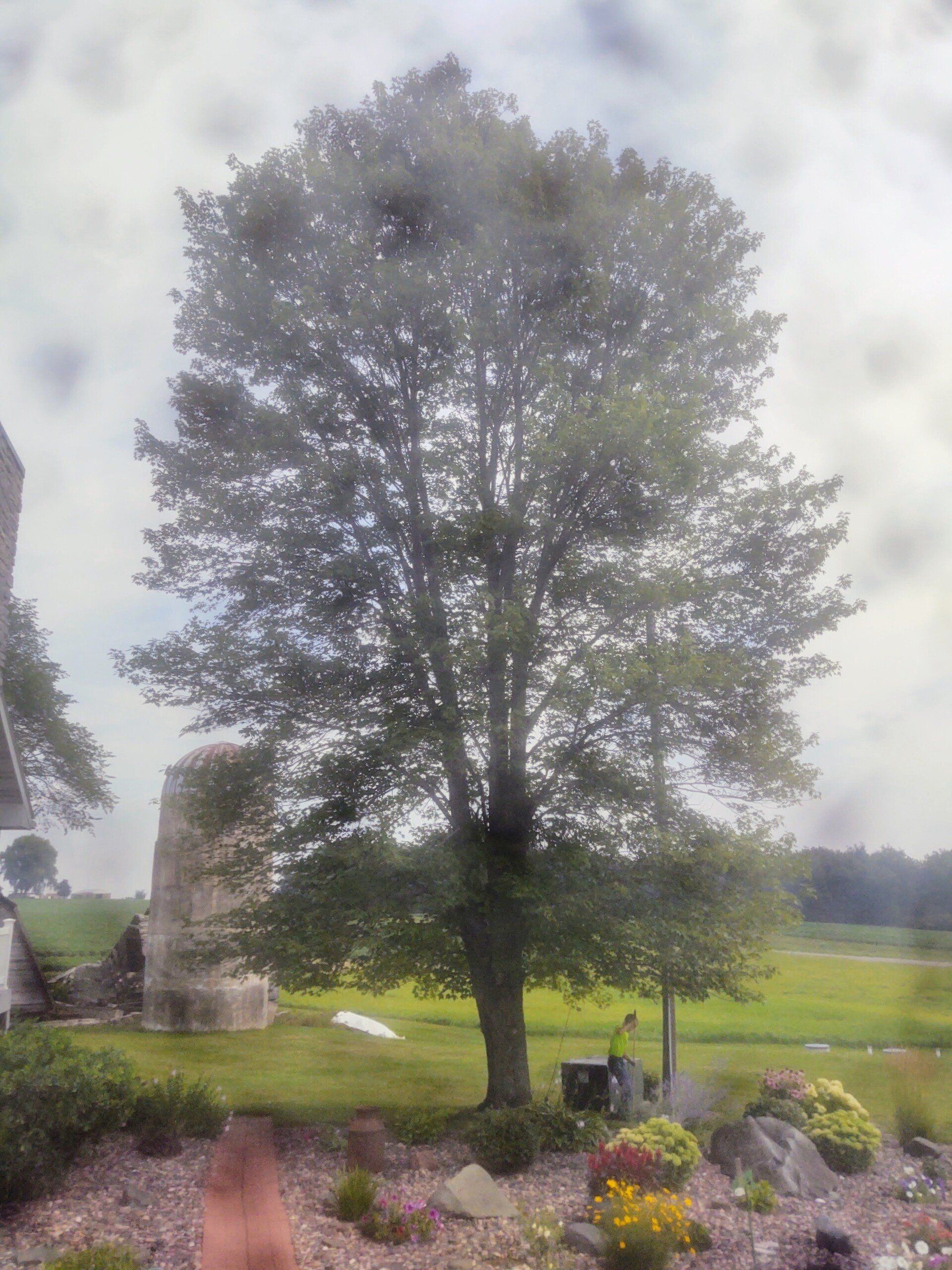 huge tree