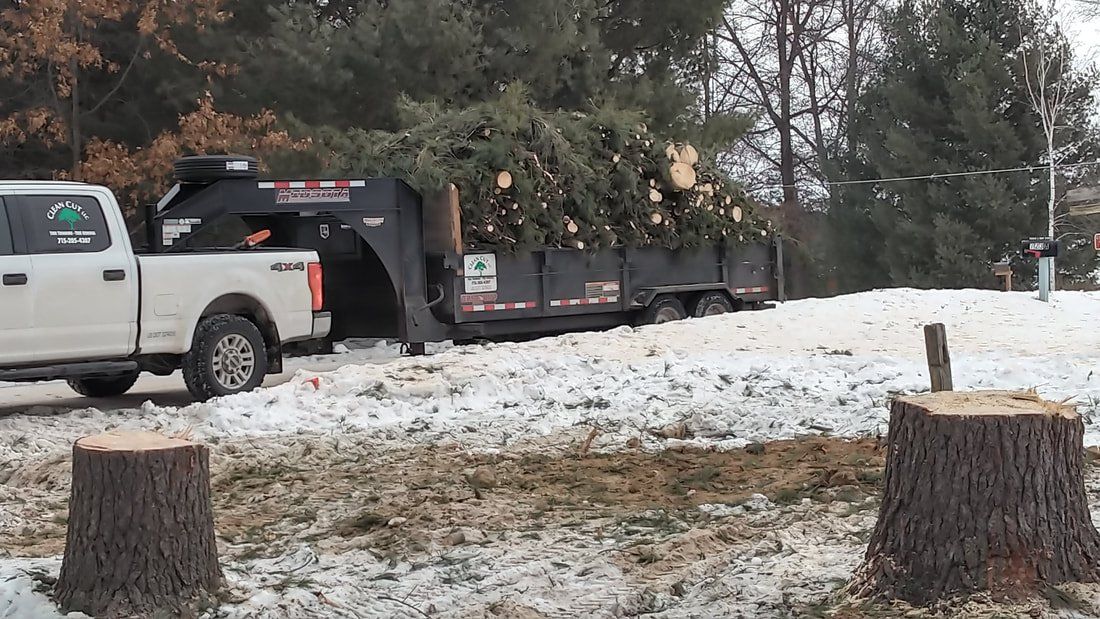 Cut trees on a trailer