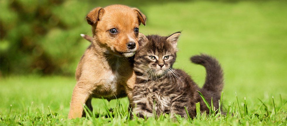 Pup & Kitten