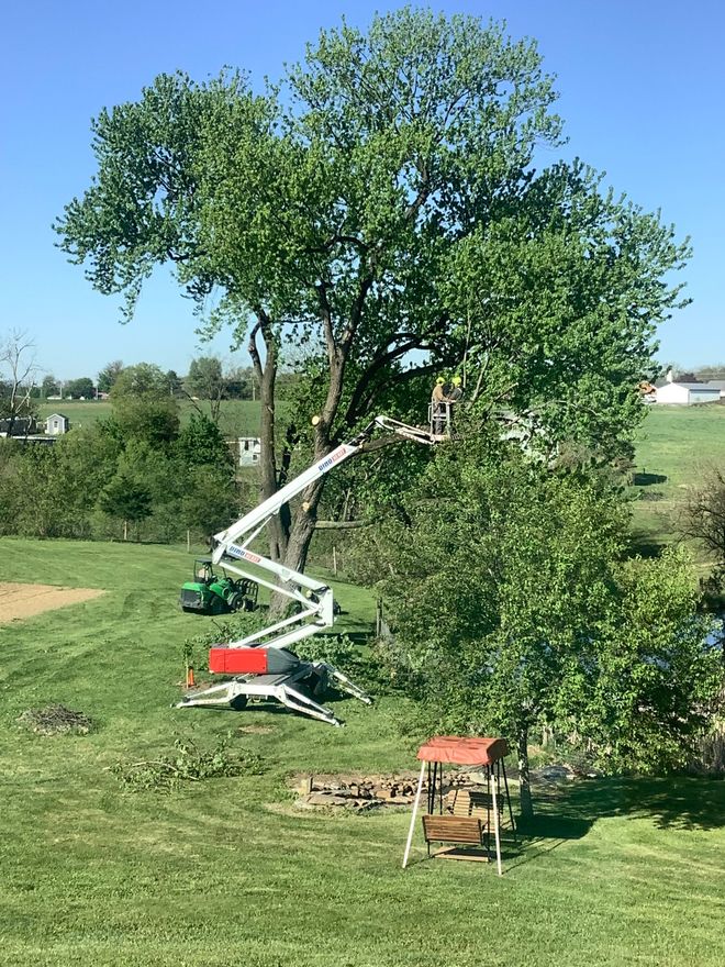 People removing a tree with a manlift.
