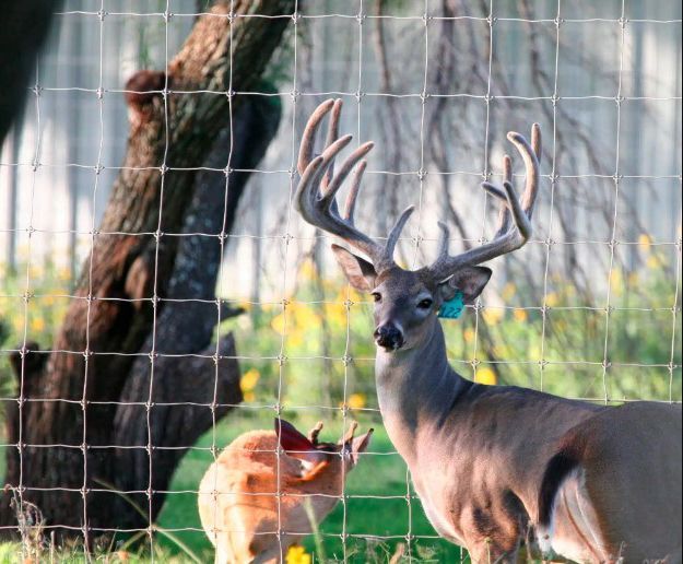 Two deer are behind a fence and one has a tag on its neck