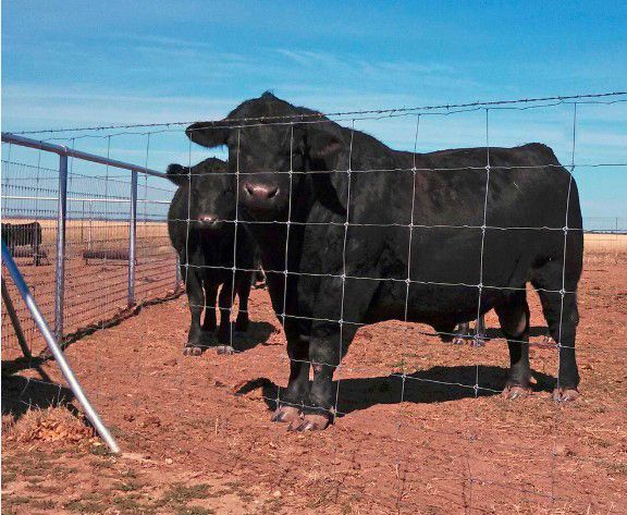 A bull is standing in front of a barbed wire fence