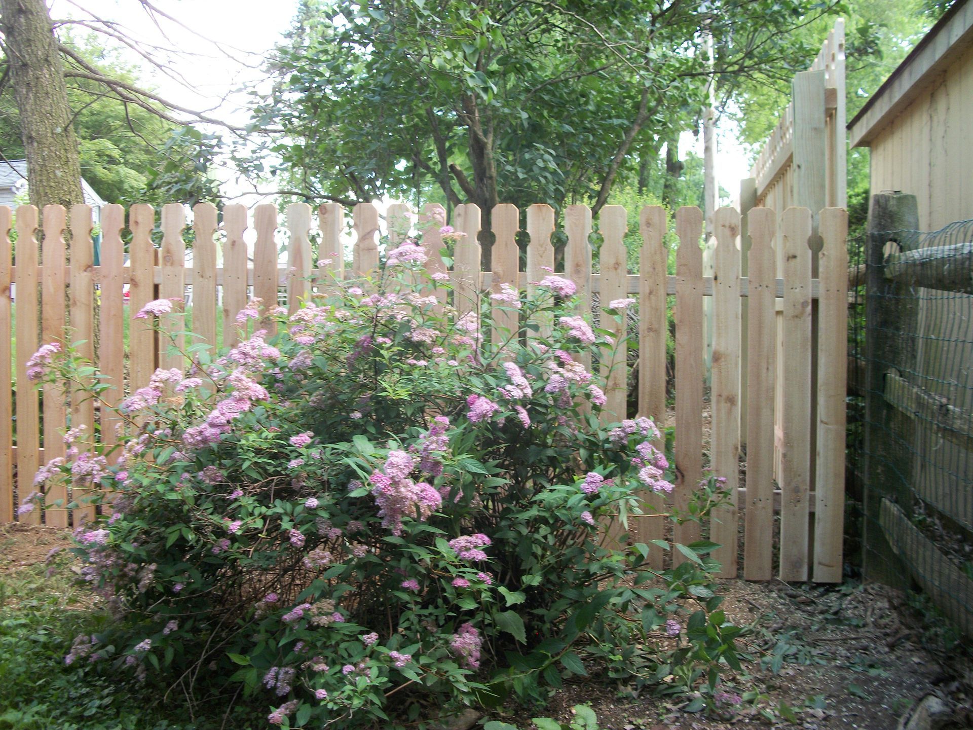 A wooden picket fence surrounds a bush with purple flowers.