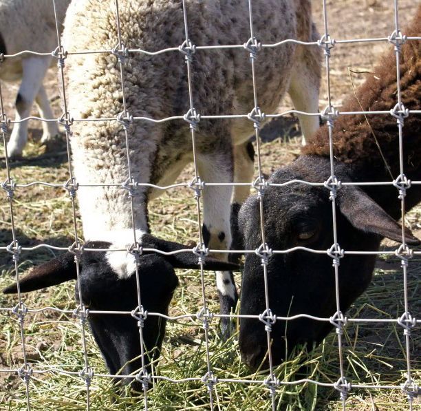 Two sheep are eating grass through a wire fence