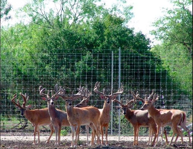 A herd of deer standing in a fenced in area