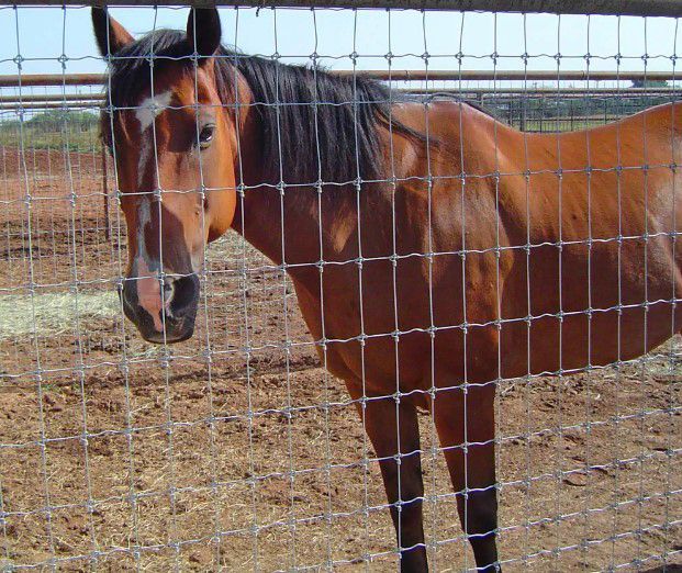A brown horse standing behind a wire fence