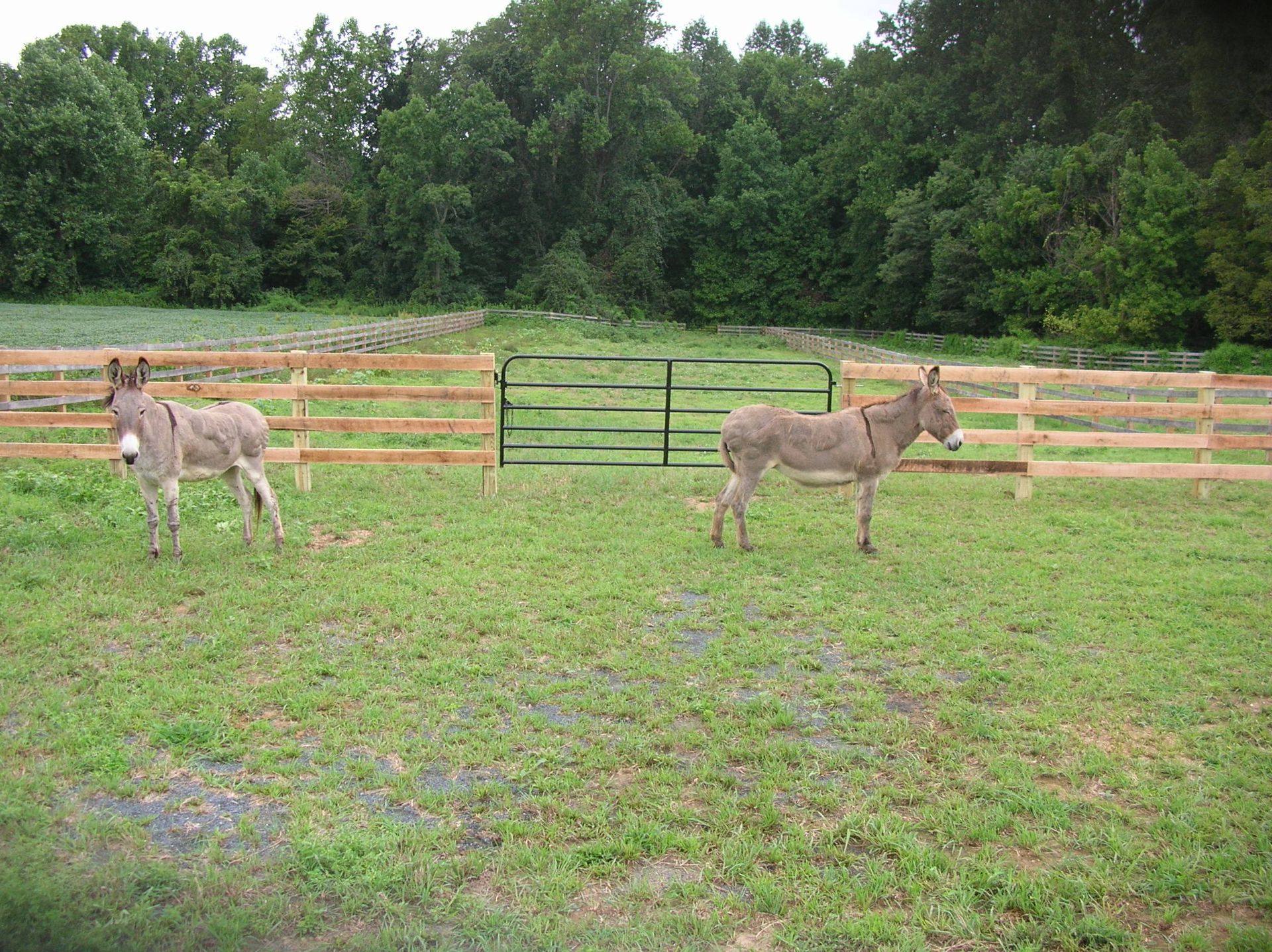 Two donkeys are standing in a grassy field next to a wooden fence.