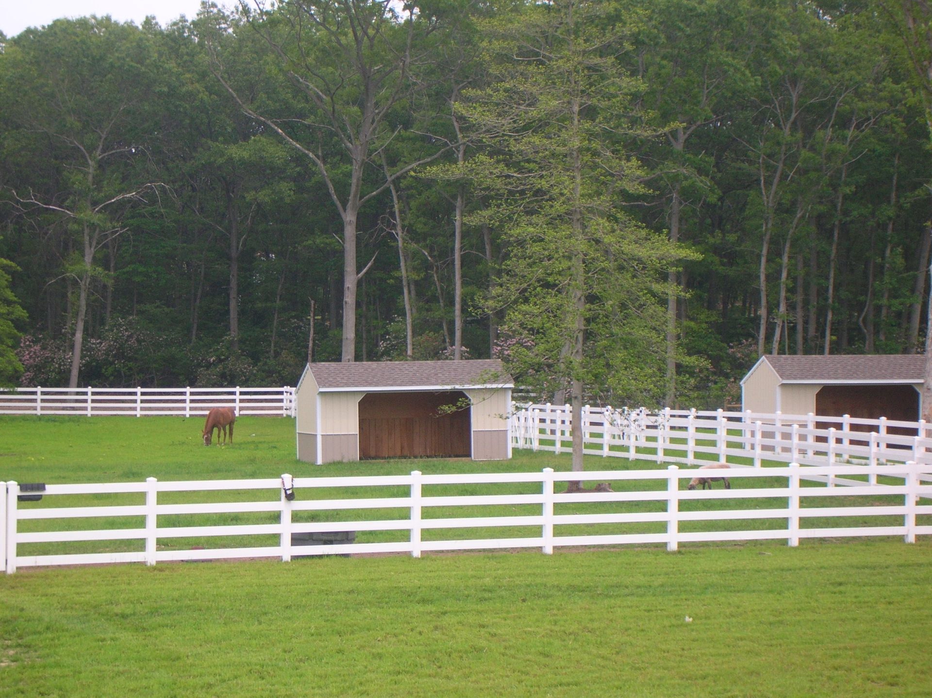 A horse is grazing in a field behind a white fence
