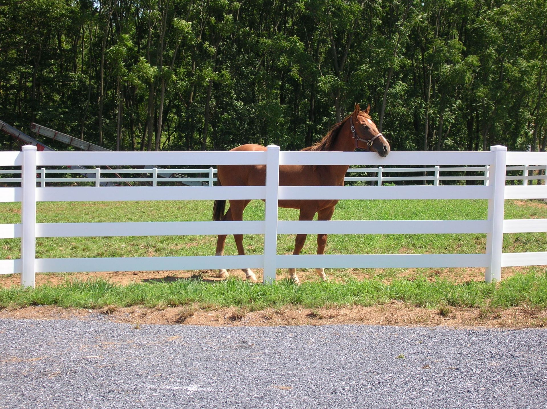 A brown horse standing behind a white fence
