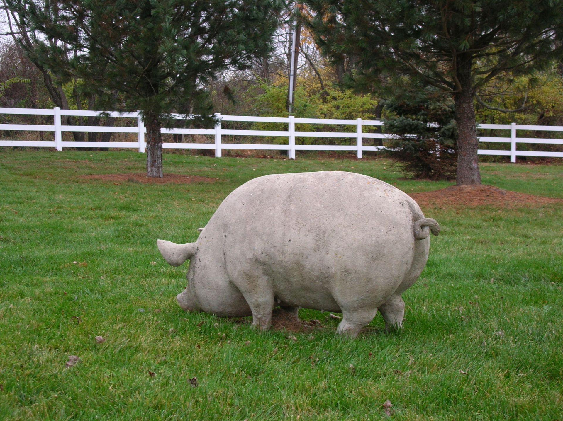 A pig is standing in a grassy field with a white fence in the background