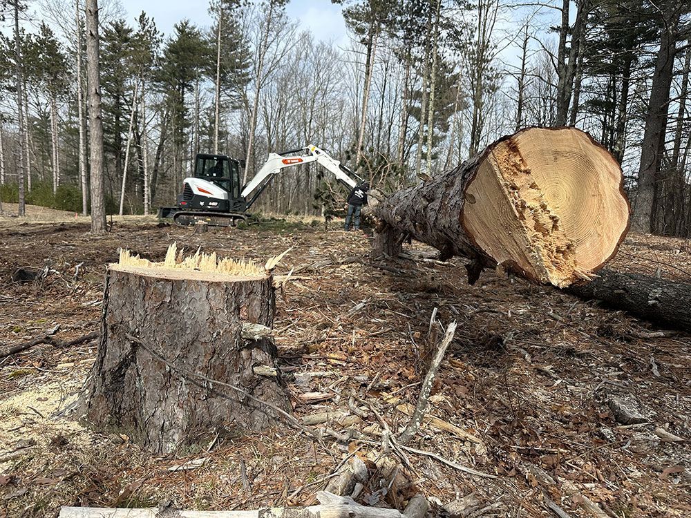 A tree stump is sitting in the middle of a forest next to a large log.