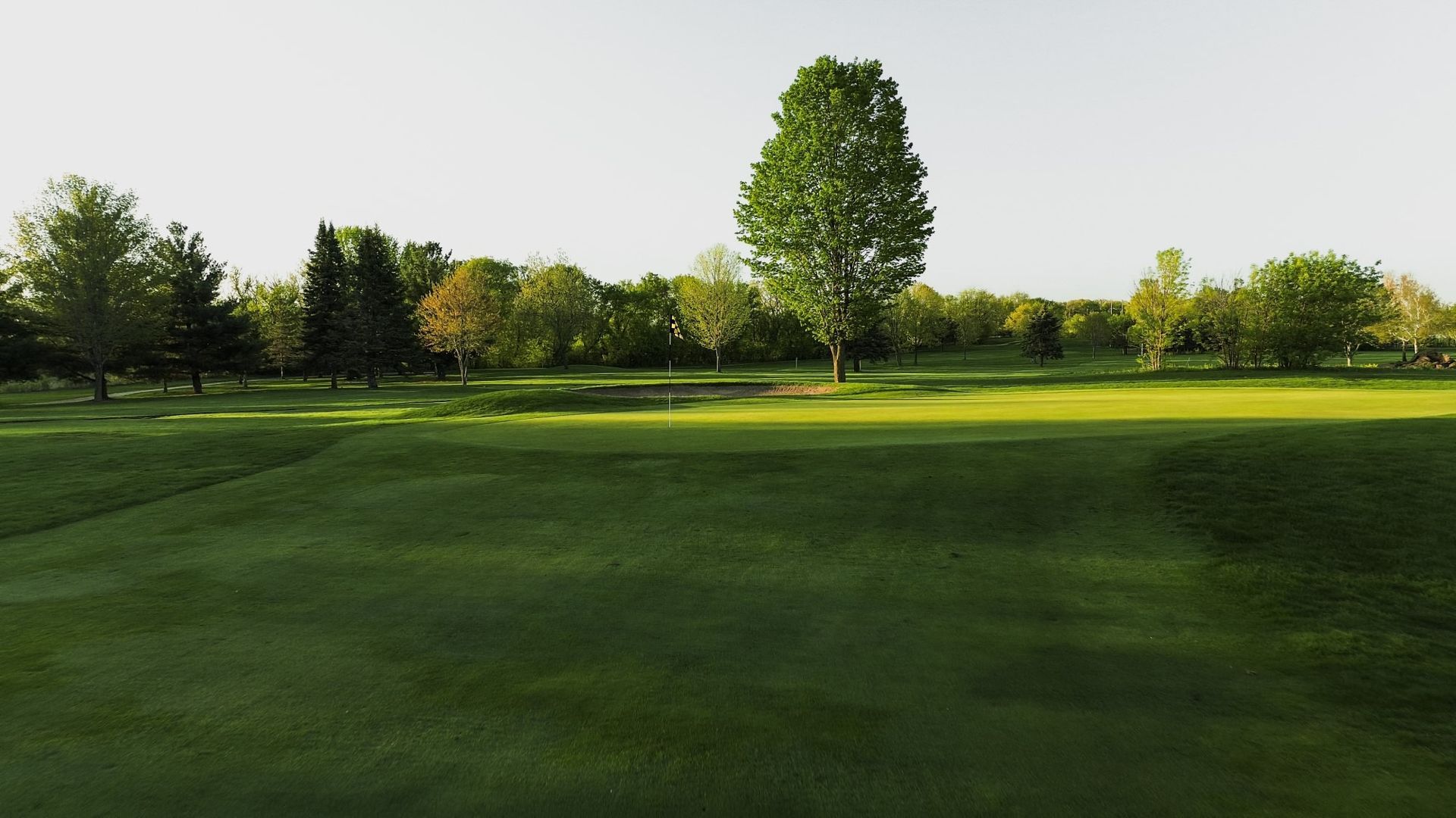 A golf course with a tree in the middle of it