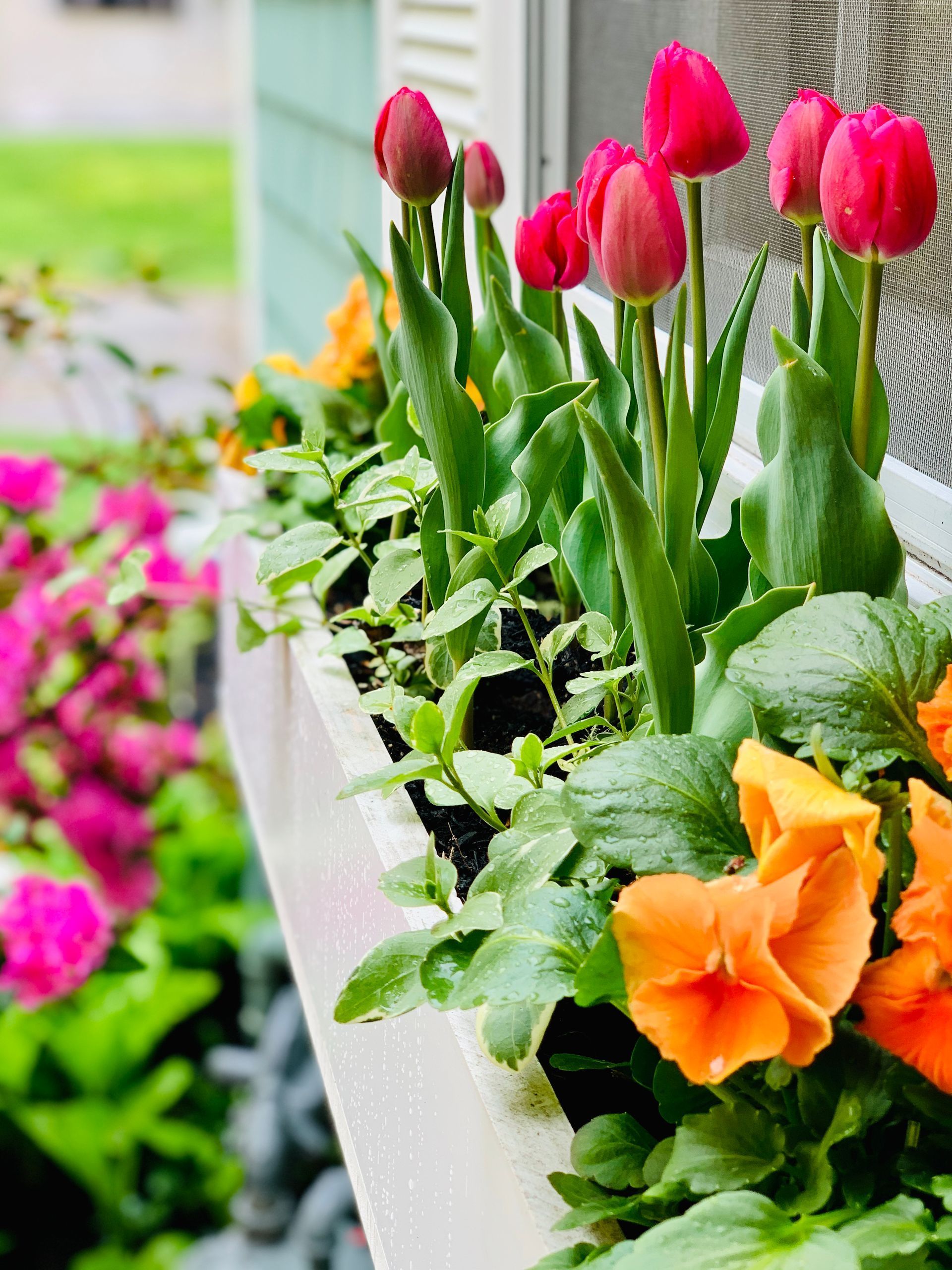 Container Gardens #6