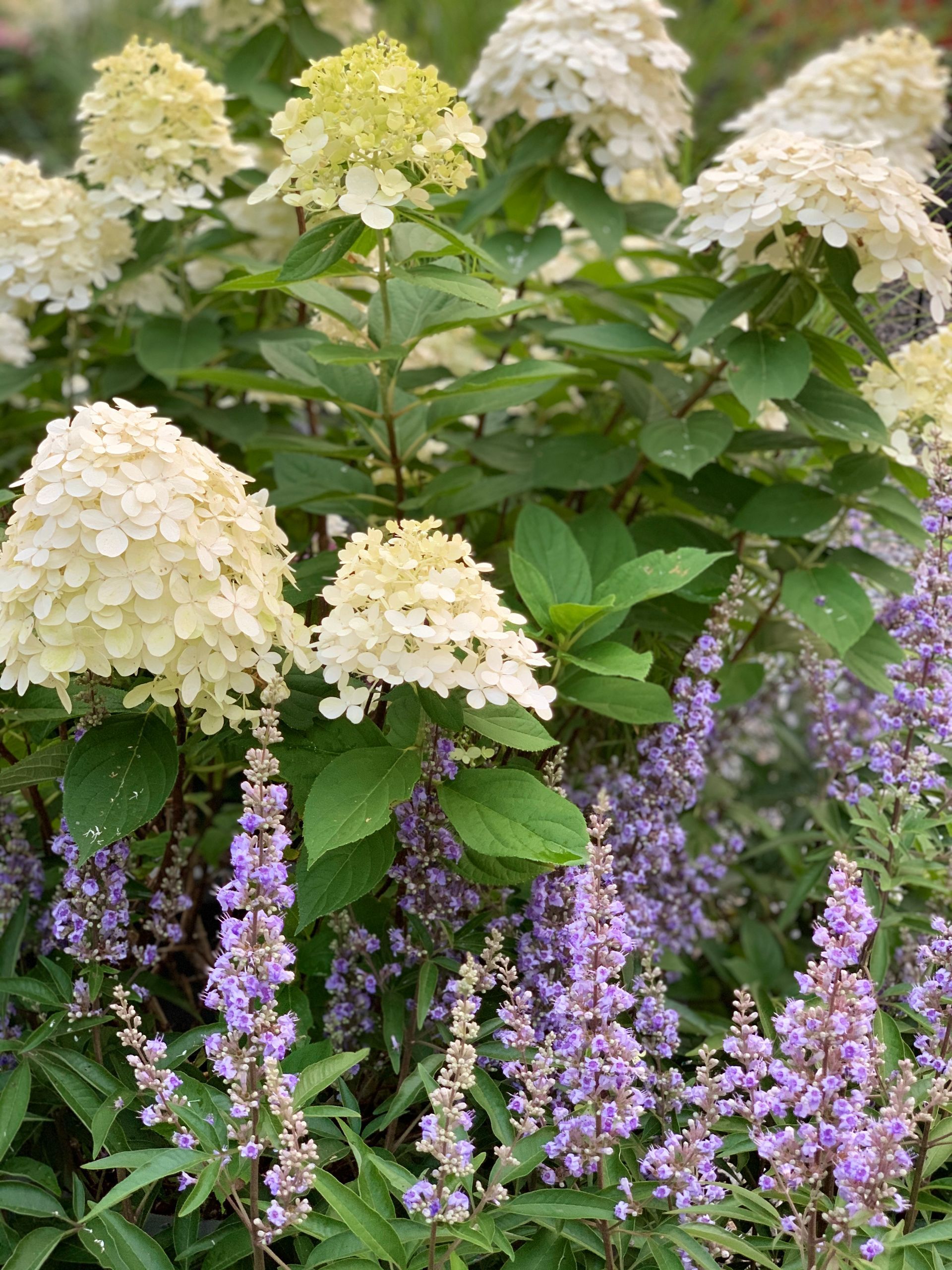 Landscape project #1