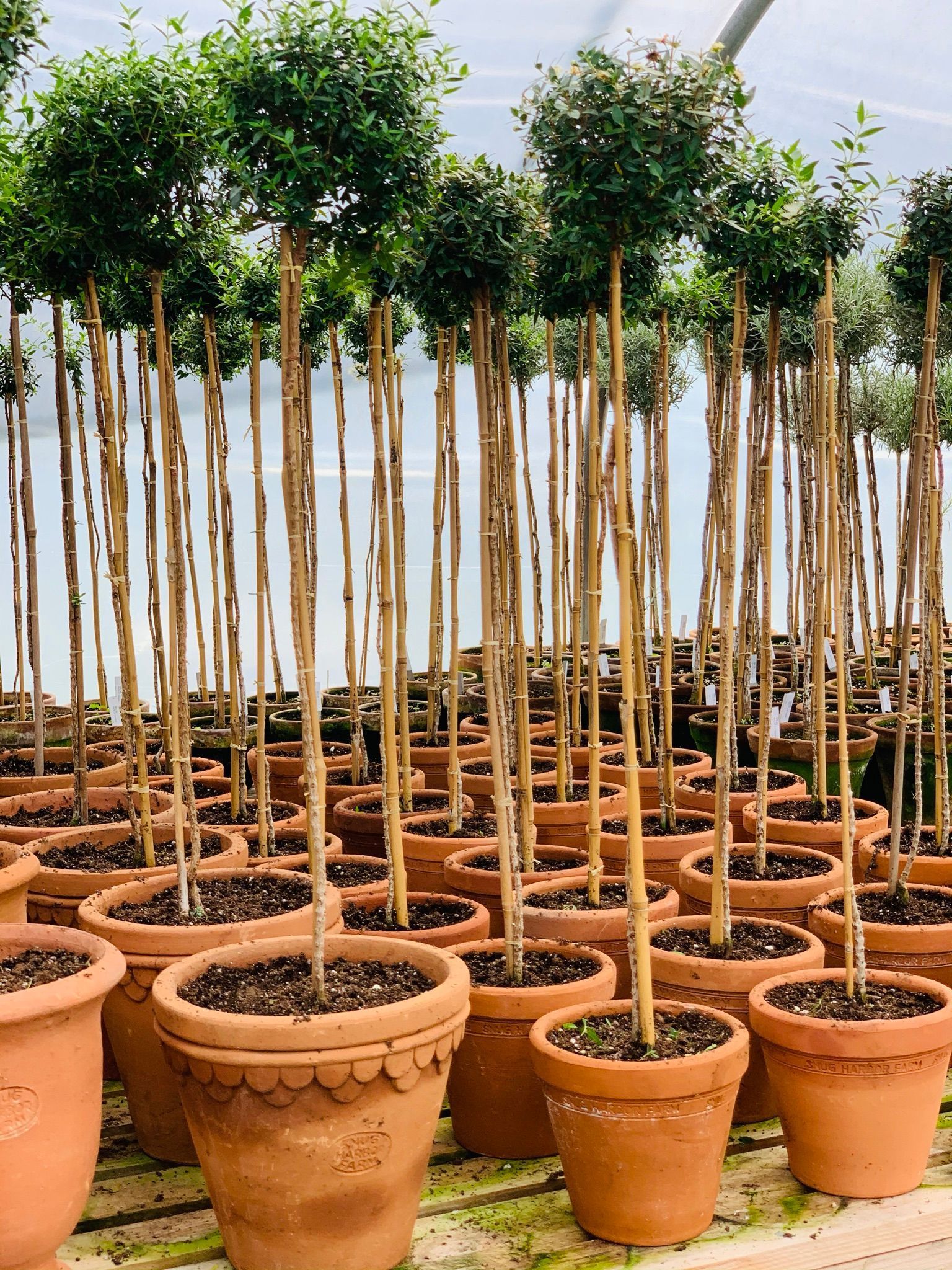 Landscape project #2