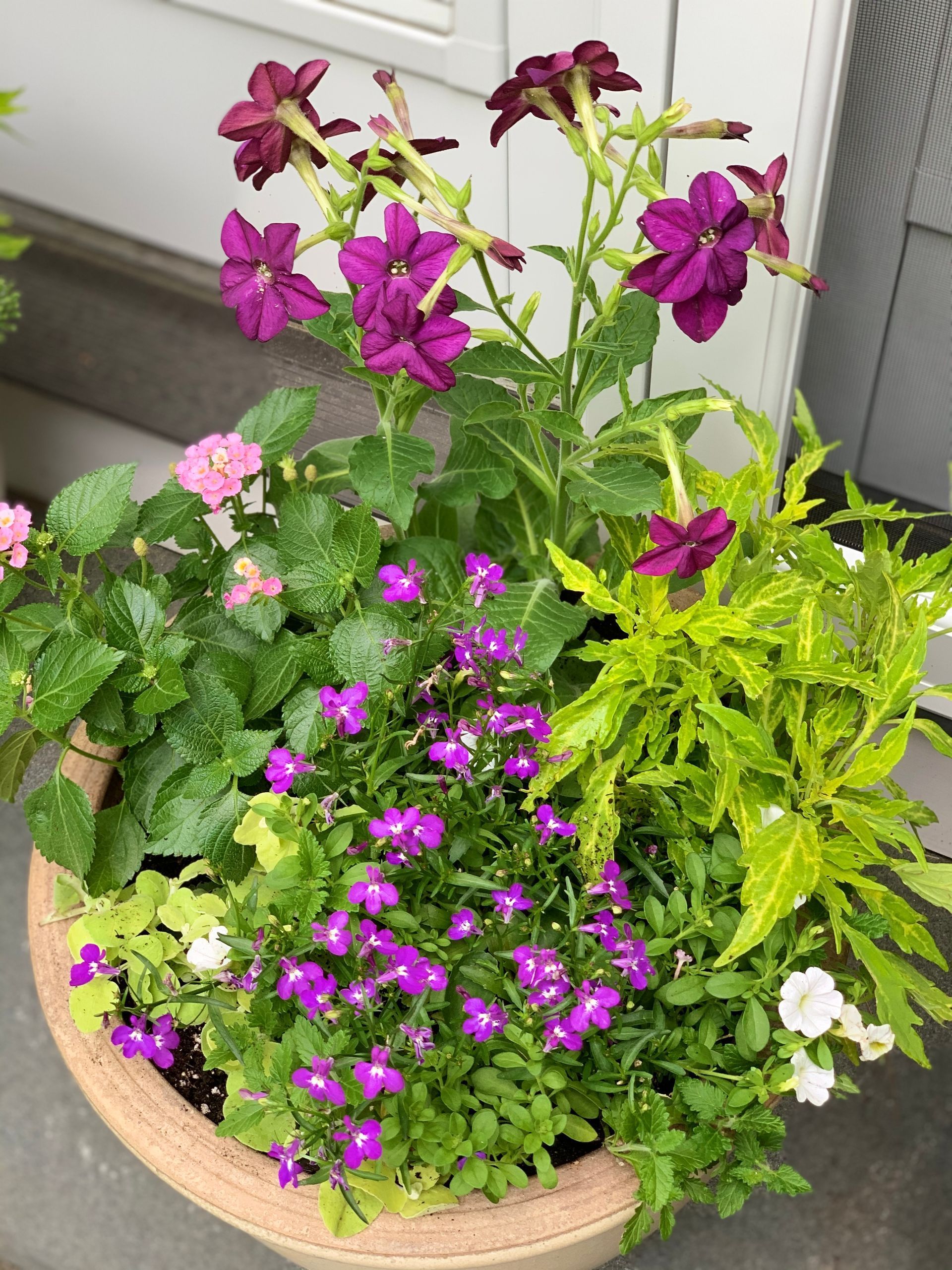Container Garden #1