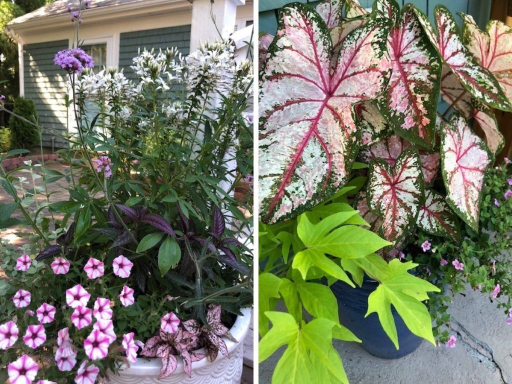 Beautiful plants