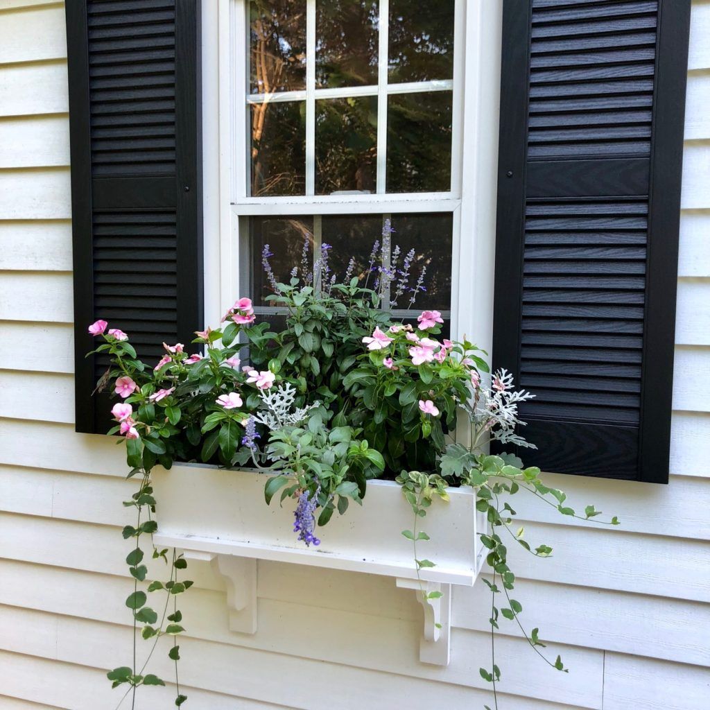 Plants by the window