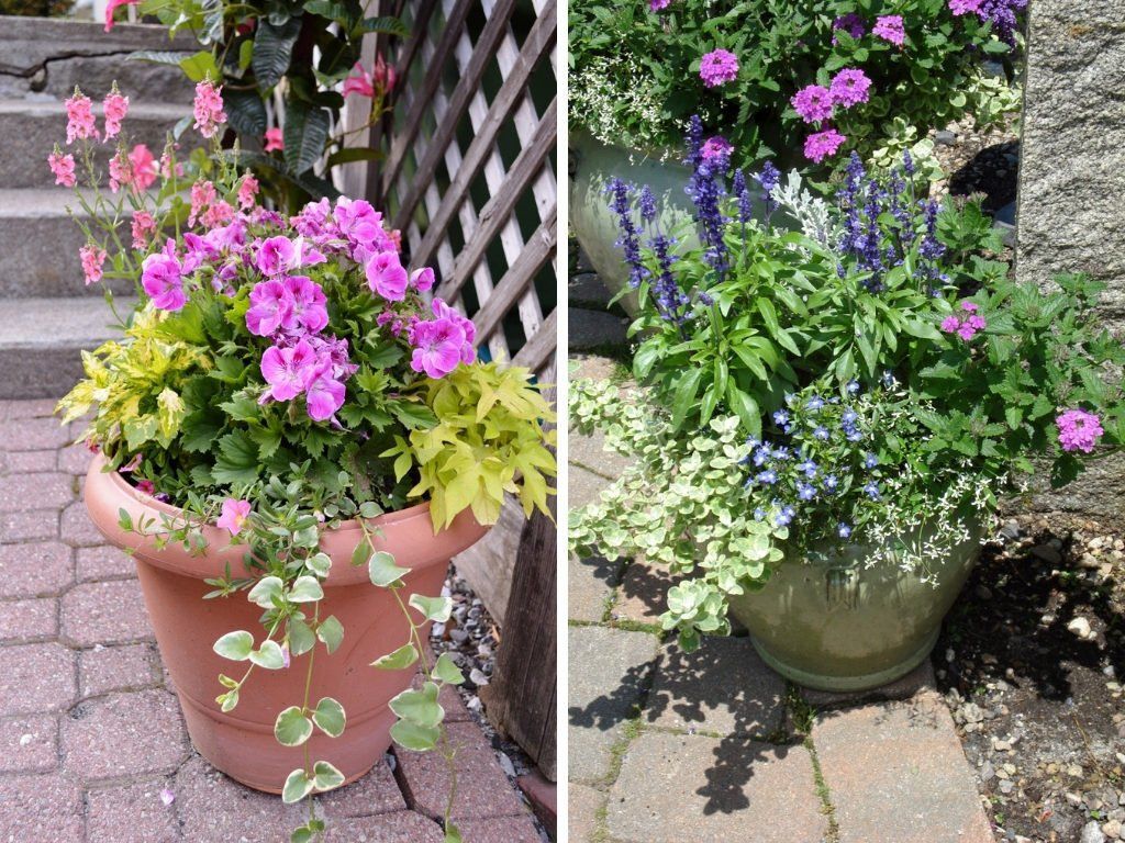 Colorful plants on pot