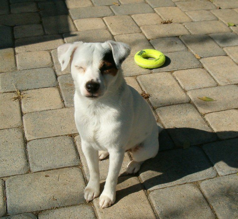 Dog